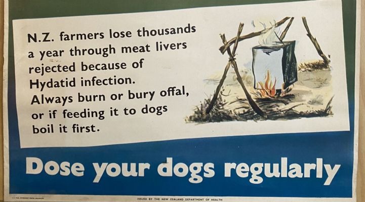VINTAGE POSTER: New Zealand Department of Health / Hydatids in Farm Dogs 1950s
