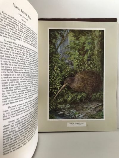 NEW ZEALAND FOREST-INHABITING BIRDS
