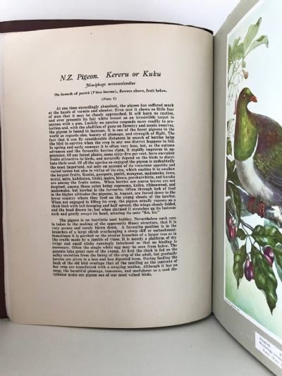 NEW ZEALAND FOREST-INHABITING BIRDS