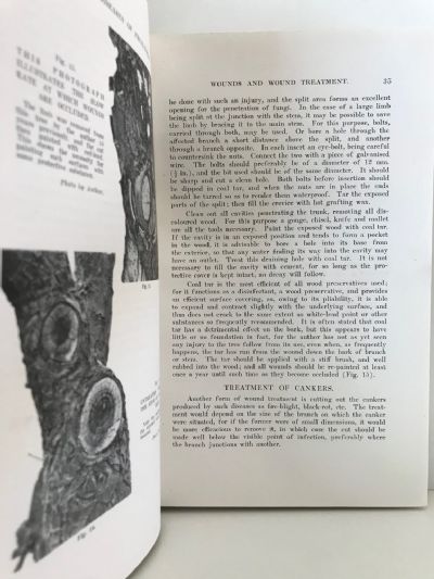 FUNGOUS DISEASES OF FRUIT-TREES