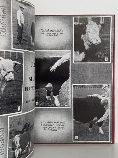 HEREFORDS IN NEW ZEALAND