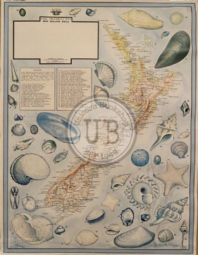VINTAGE POSTER: UBD Pictorial Map of New Zealand Shells