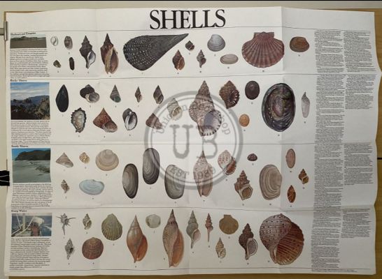 VINTAGE POSTER: Shells of New Zealand