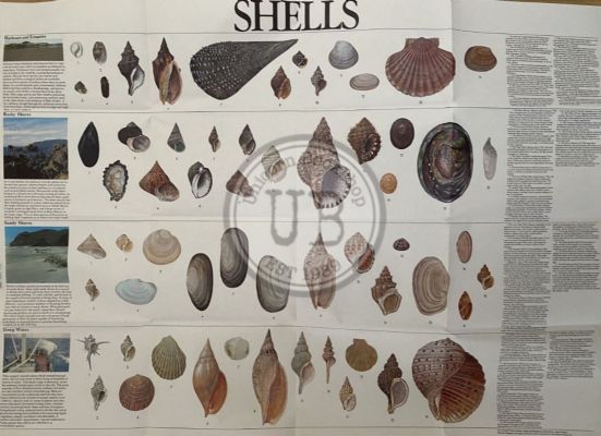 VINTAGE POSTER: Shells of New Zealand