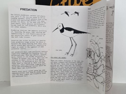 NATIVE ANIMALS OF NEW ZEALAND: Handbook of Zoology
