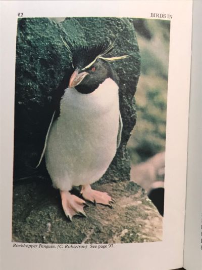 BIRDS IN NEW ZEALAND