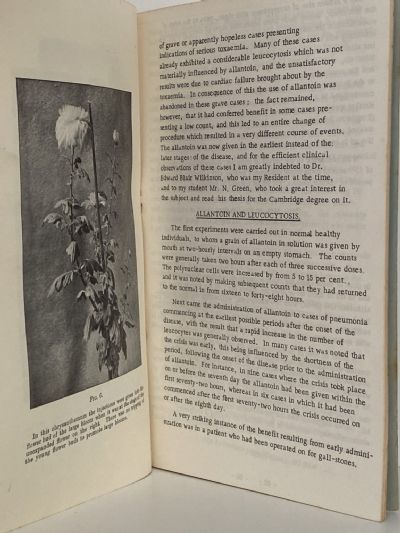 COMFREY: An Ancient Medicinal Remedy