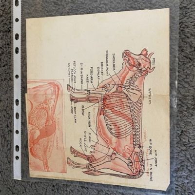 The Farmers Veterinary Guide
