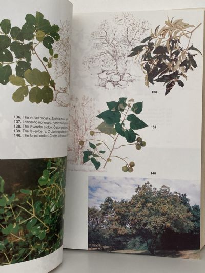 TREES OF SOUTH SOUTHERN AFRICA