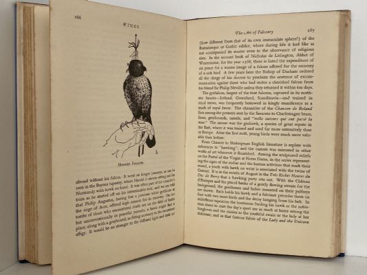 WINGS: Insects, Birds, Men