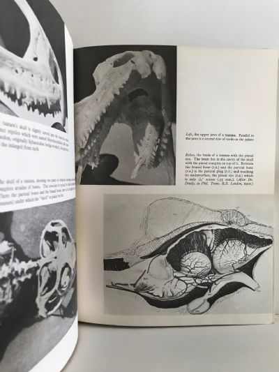 THE TUATARA LIZARDS AND FROGS OF NEW ZEALAND