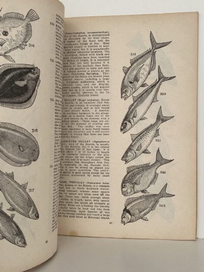 NATIVE ANIMALS OF NEW ZEALAND: Handbook of Zoology