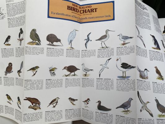 IDENTIFICATION GUIDE TO NEW ZEALAND BIRDS