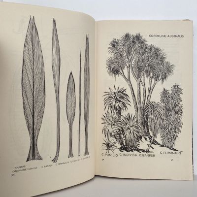 TREES AND SHRUBS OF NEW ZEALAND