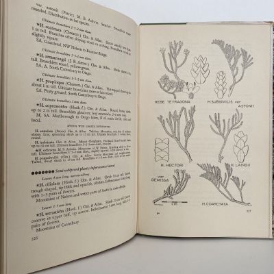 TREES AND SHRUBS OF NEW ZEALAND