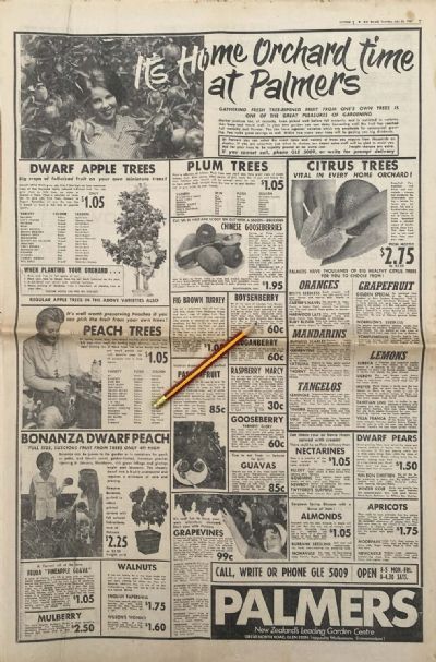 VINTAGE NEWSPAPER ADVERT: Palmers Garden Centres 1969