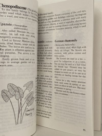 HERBS IN NEW ZEALAND