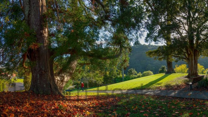 WALL PRINT: Early morning Stroll in Warkworth, New Zealand