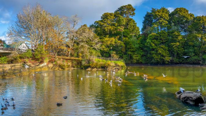 WALL PRINT: Top of the Mahurangi River at Warkworth