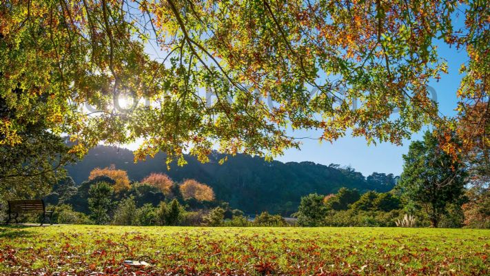 WALL PRINT: Clear Early Morning in Warkworth, New Zealand