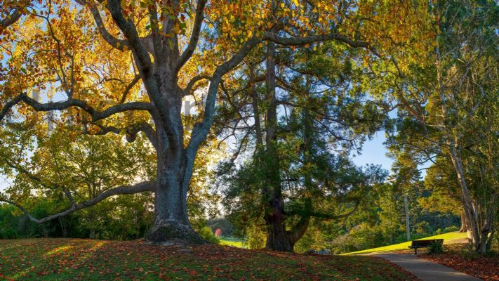 WALL PRINT: Autumn Early Morning in Lucy Moore Park, Warkworth, New Zealand