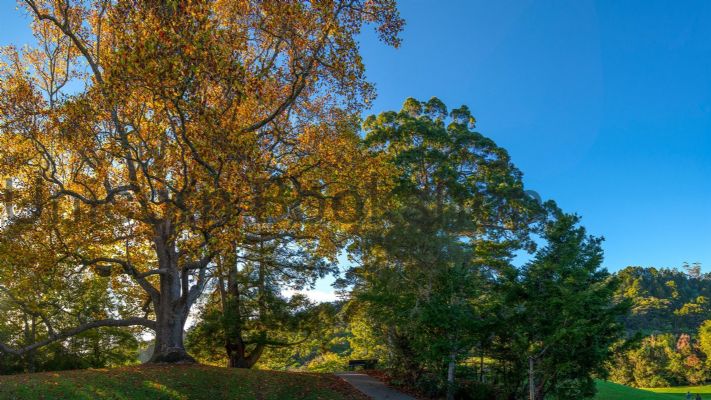  WALL PRINT: Early Autumn Morning in Warkworth, New Zealand