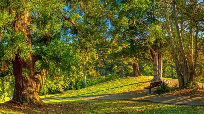 WALL PRINT: Early Autumn Morning in Lucy Moore Park, Warkworth