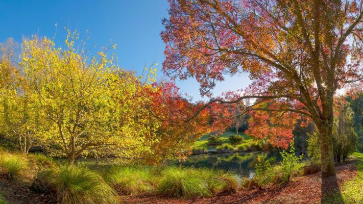 WALL PRINT: Early morning in Lucy Moore Park, Warkworth