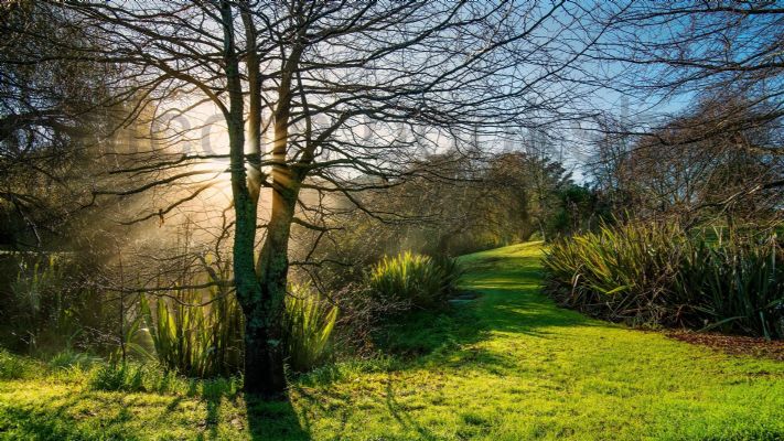 WALL PRINT: Early morning in Lucy Moore Memorial Park, Warkworth