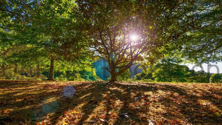 WALL PRINT: Early morning in Warkworth