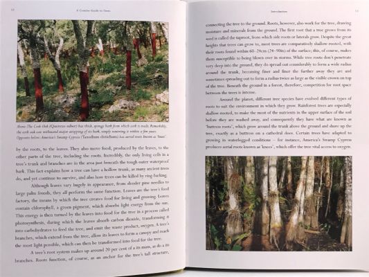 A CONCISE GUIDE TO TREES