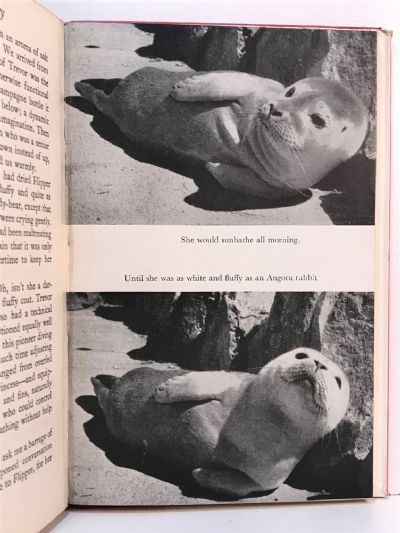 A SEAL FLIES BY