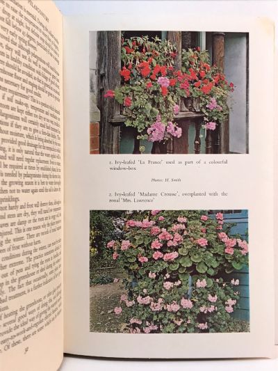 GERANIUMS AND PELARGONIUMS