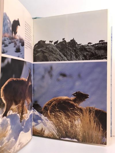 ALPINE HUNTING IN NEW ZEALAND