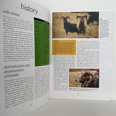 Sheep Breeds of New Zealand