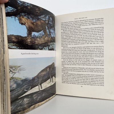 QUEEN OF SHABA: The Story of An African Leopard