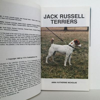 JACK RUSSELL TERRIERS