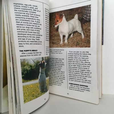 JACK RUSSELL TERRIERS