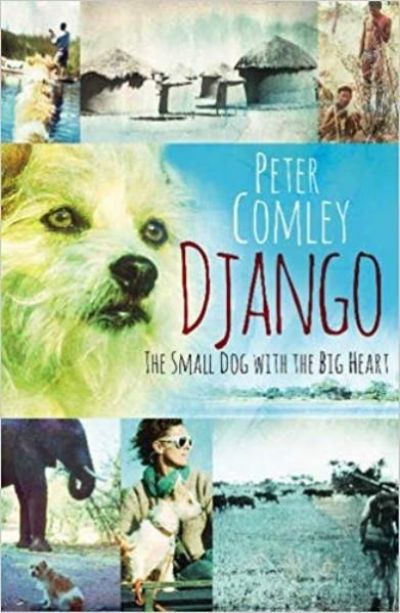 DJANGO: The Small Dog with The Big Heart 