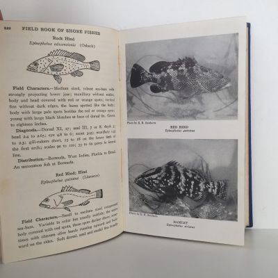 FIELD BOOK OF THE SHORE FISHES OF BERMUDA