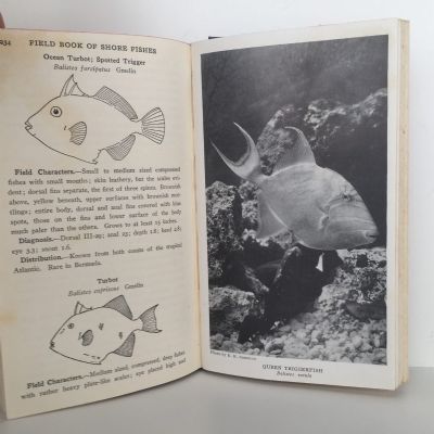 FIELD BOOK OF THE SHORE FISHES OF BERMUDA