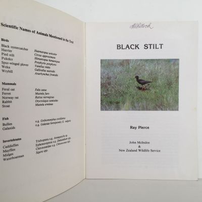 BLACK STILT