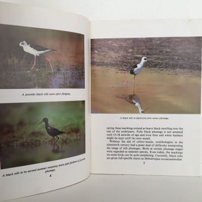 BLACK STILT