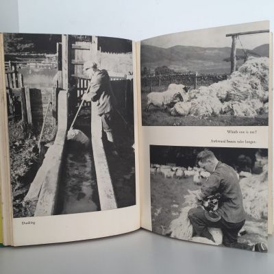 OF SHEEP AND MEN