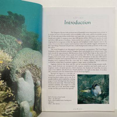 The Marine Life of Ningaloo Marine Park & Coral Bay