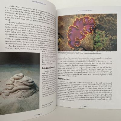 The Marine Life of Ningaloo Marine Park & Coral Bay