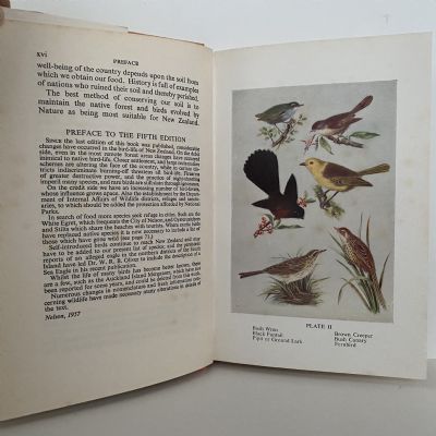 NEW ZEALAND BIRDS and How to Identify Them