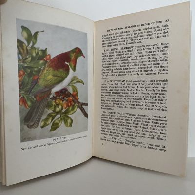 NEW ZEALAND BIRDS and How to Identify Them