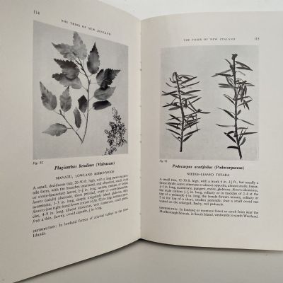 THE TREES of New Zealand