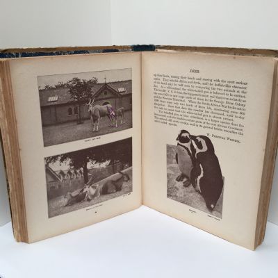 The Wonder Book of Animals